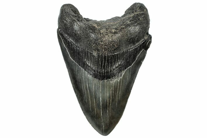 Fossil Megalodon Tooth - South Carolina #310028